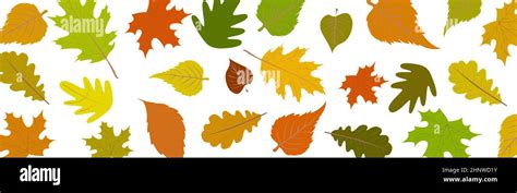 Autumn Leaves Set Isolated On White Panoramic Background Vector