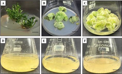 Cell Suspension Culture Derived From Leaf Friable Callus Of R