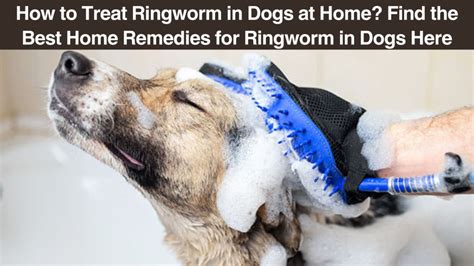 How to Treat Ringworm in Dogs at Home? Find the Best Home Remedies for ...