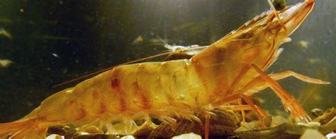 Curious facts about shrimps - Diving Atlantis