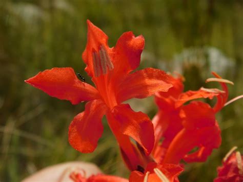 Red Reedpipe From Genadendal Trail South Africa On March 3 2022 At 10