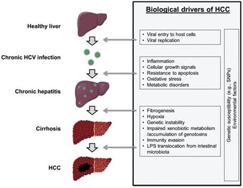 A Brief History Of Cancer Virology