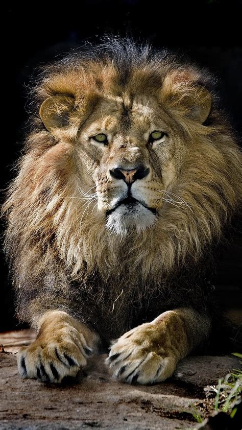 Best Lion Phone Lion For Mobile Hd Phone Wallpaper Pxfuel