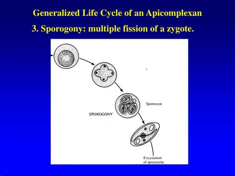 Ppt Phylum Apicomplexa Powerpoint Presentation Free Download Id1193653