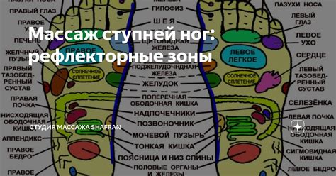 Массаж ступней ног: рефлекторные зоны | Студия массажа Shafran | Дзен
