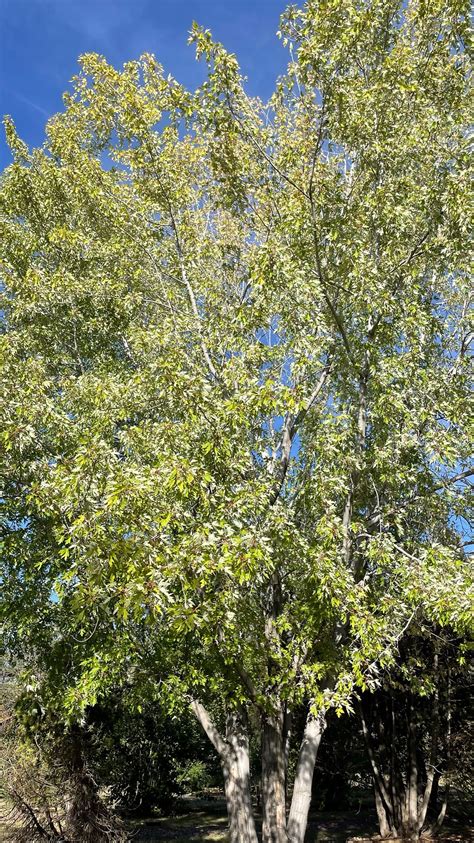 Shade Trees Boughen Nurseries