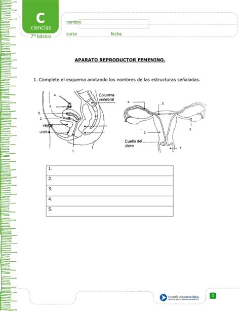 1 APARATO REPRODUCTOR FEMENINO 1 Complete El Esquema