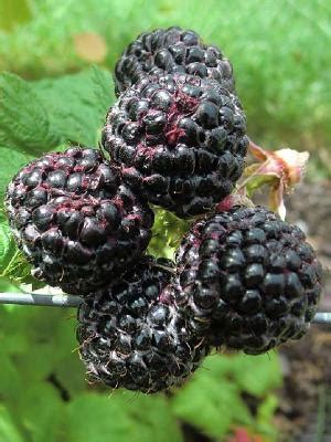 Интернет-магазин садовода ДЕЛЁНКА - Малина Хебан