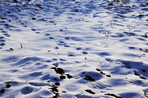 Spuren Auf Schnee In Der Winterlandschaft Stockfoto Bild Von Pfade