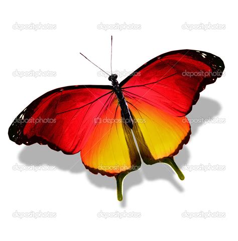 Color Butterfly Isolated On White Stock Photo By Sun Tiger 26272569