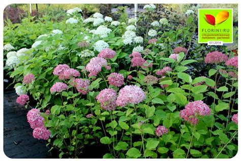 Гортензия древовидная "Пинк Анабель" Hydrangea arborescens "Pink Anabelle"