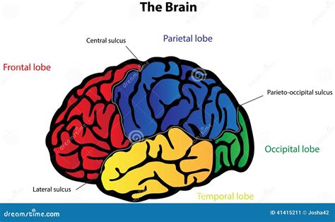 Brain Anatomy Labeled Diagram Stock Vector - Image: 41415211