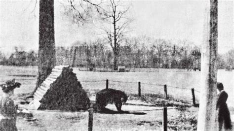 Natch the bear | The first animal at the Memphis Zoo | localmemphis.com