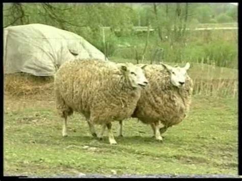 Texel - YouTube