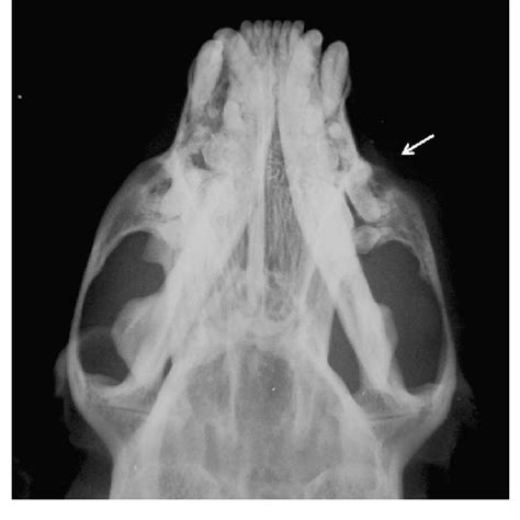 Thoracic Radiograph Laterolateral View Of Ferret Number Two Showing A