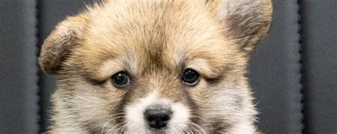 Щенки Корги Купить Продать Питомники Заводчики | Продажа щенков вельш ...