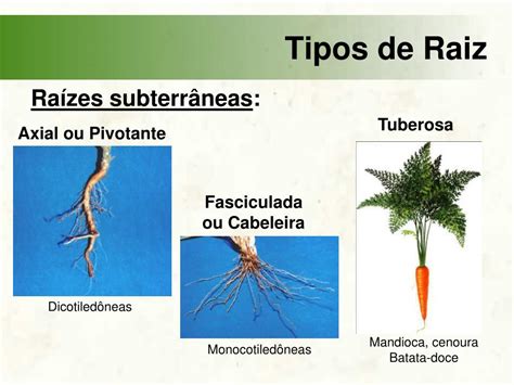 Ppt Raiz E Caule Origem Fun Es Estrutura Tipos Powerpoint