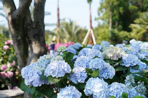 Hortensias Flores Azules Jard N Foto Gratis En Pixabay Pixabay