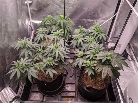 Barney S Farm Gorilla Zkittlez Seedsman Peyote Gorilla Grow Diary