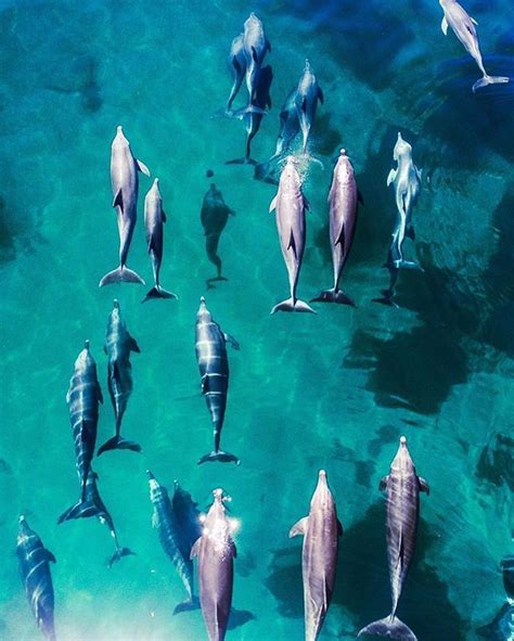 33 Epic Drone Photos To Inspire You To Visit Australia Sea Animals