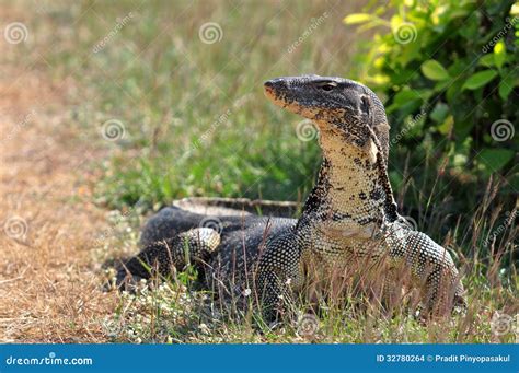 Lagarto De Monitor De Agua Salvator Del Varanus Foto De Archivo