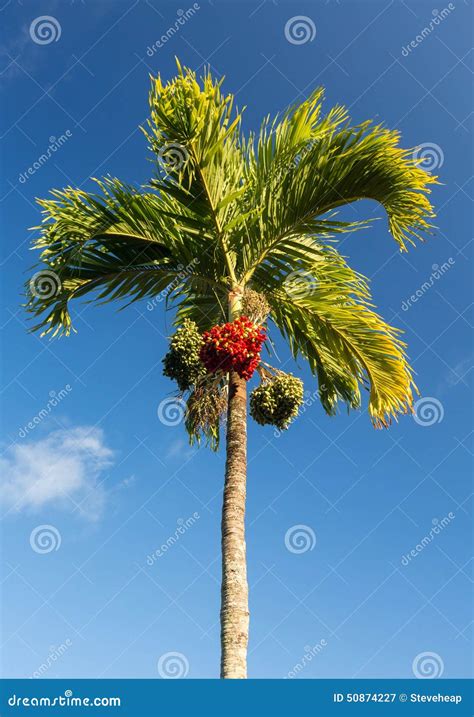 Betel Nut Tree Growing In Kauai Stock Image - Image: 50874227