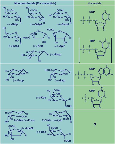 The Monosaccharides Of Rg Ii And Their Corresponding Nucleotides