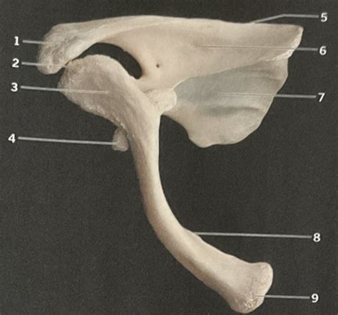 Clavicle Scapula Humerus Flashcards Quizlet