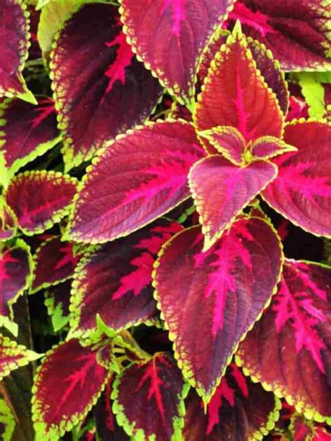 Coleus Guide How To Grow And Care For Coleus Plants Planet Natural