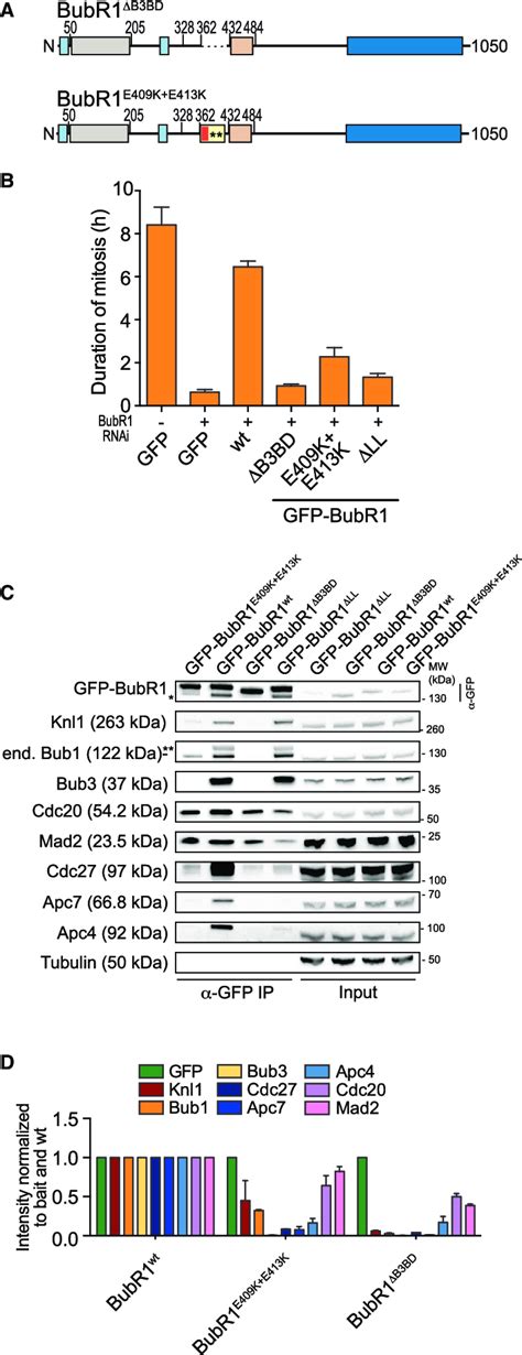 Bub3 Is Required For Robust SAC Signaling A Domain Organization Of