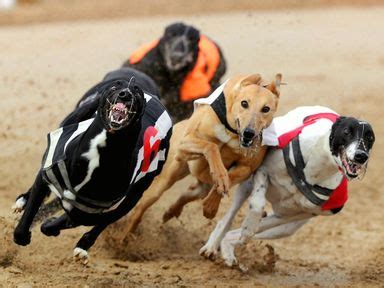 Greyhounds Racecards, Selections, Form & Live Results | Sporting Life