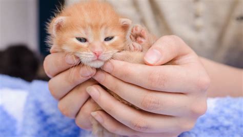 Como cuidar de um gato filhote Paixão Animal