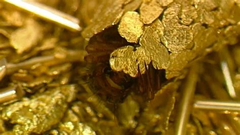 Artists Enlist Caddisfly Larvae To Build Aquatic Cocoons From Gold