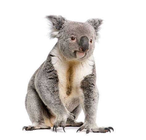 Koala Claws Stock Photos, Pictures & Royalty-Free Images - iStock