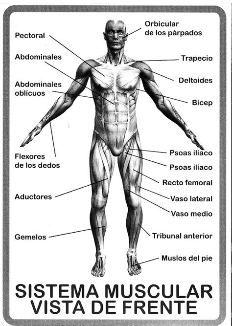 Pinto Dibujos Dibujo Del Sistema Muscular Para Colorear