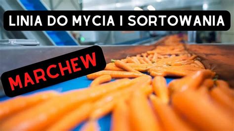 Linia Do Mycia Marchwi YouTube