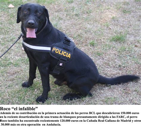 Punto Cero Guias Caninos Bcl Cuerpo Nacional De Policia