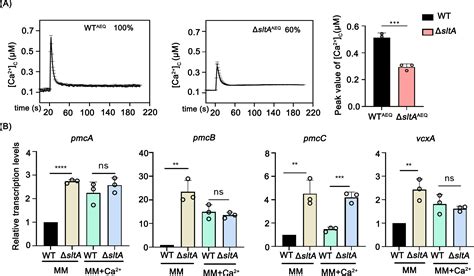 Transcription Factors SltA And CrzA Reversely Regulate Calcium