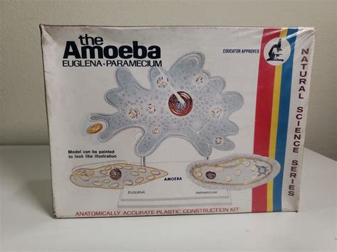 Amoeba Cell Model