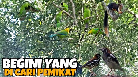 SANGKING MELIPAH MIKAT CUCAK IJO DI SERANG BERTUBI TUBI BENAR BENAR