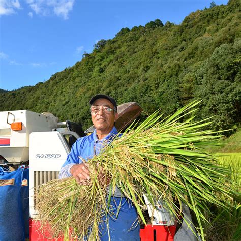 送料無料 しまんとのお米 〔5kg〕 精白米産直お取り寄せニッポンセレクト通販 Jre Mallショッピング Jre Pointが