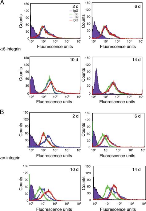 αv integrin expression profiles change during differentiation