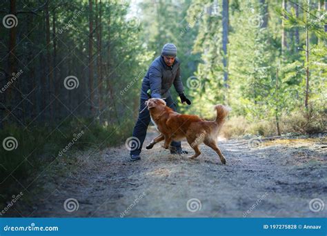 El Tipo Juega Con Un Perro Caminando Con Su Mascota Recuperador De