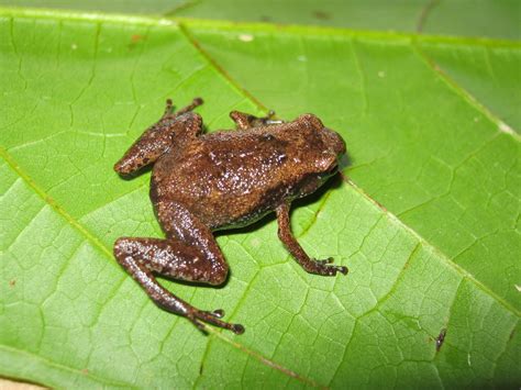 Oreophryne Sp Sulawesi Hellen Kurniati Flickr