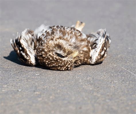 Dead Owl Meaning Symbolism: Insights And Interpretations