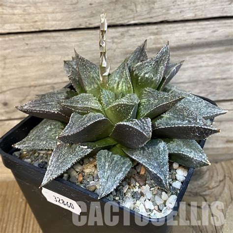 sh haworthia wimii  splendens  years  japan cactus