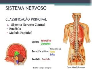 Exame Físico Neurologico PPT