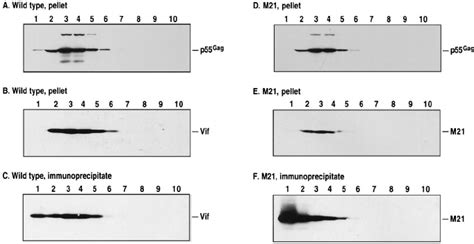 Sedimentation Of Vif And Gag In Continuous Sucrose Density Gradients