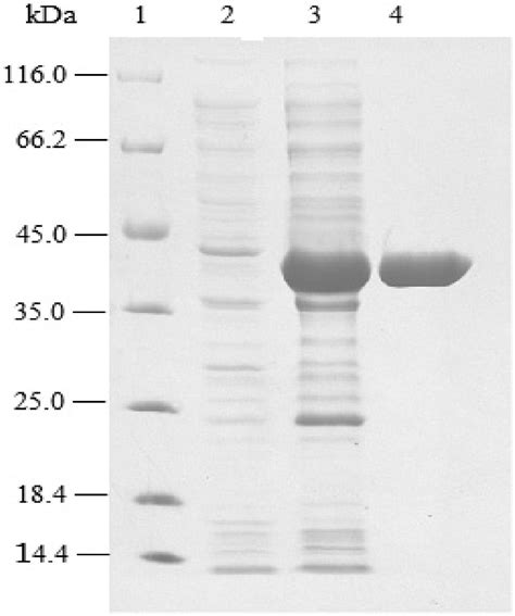 编码精氨酸脱亚胺酶的dna分子及其用途的制作方法