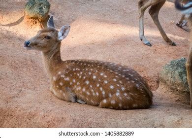 223 Baby Deer Laying Down Images, Stock Photos & Vectors | Shutterstock